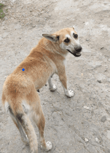 Petra | 1 Dog at a Time Rescue UK