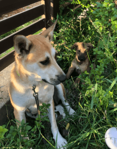 Petra | 1 Dog at a Time Rescue UK