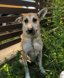 Petra | 1 Dog at a Time Rescue UK