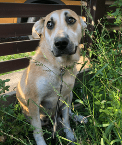 Petra | 1 Dog at a Time Rescue UK