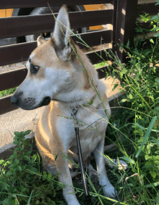 Petra | 1 Dog at a Time Rescue UK