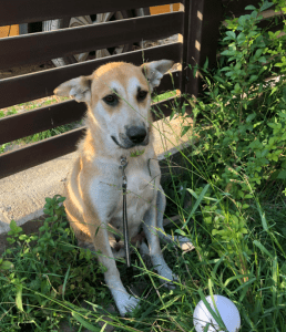 Petra | 1 Dog at a Time Rescue UK