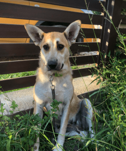 Petra | 1 Dog at a Time Rescue UK
