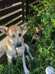 Petra | 1 Dog at a Time Rescue UK