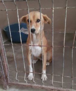 Poppy a fawn rescue dog | 1 dog at a time rescue UK