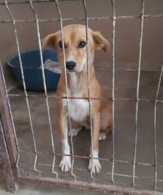 Poppy a fawn rescue dog | 1 dog at a time rescue UK