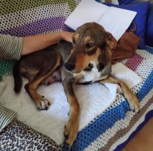 Sadie a black and tan rescue dog | 1 dog at a time rescue UK