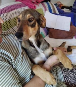 Sadie a black and tan rescue dog | 1 dog at a time rescue UK