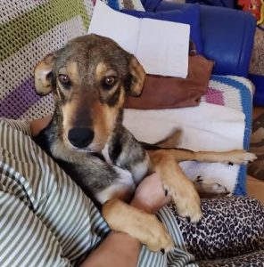 Sadie a black and tan rescue dog | 1 dog at a time rescue UK