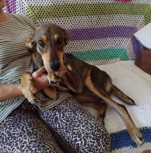 Sadie a black and tan rescue dog | 1 dog at a time rescue UK