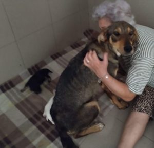 Sadie a black and tan rescue dog | 1 dog at a time rescue UK