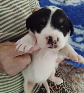 Treacle a black and white rescue dog | 1 dog at a time rescue UK