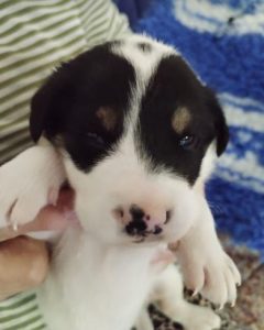 Treacle a black and white rescue dog | 1 dog at a time rescue UK