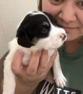 Treacle a black and white rescue dog | 1 dog at a time rescue UK