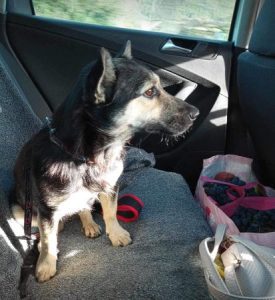 Andi a black and tan rescue dog | 1 dog at a time rescue UK
