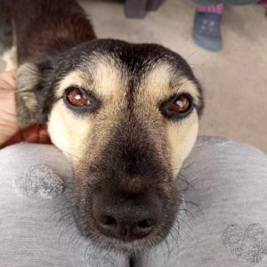 Andi a black and tan rescue dog | 1 dog at a time rescue UK