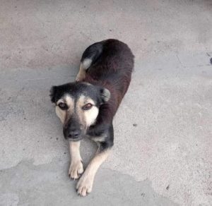 Andi a black and tan rescue dog | 1 dog at a time rescue UK