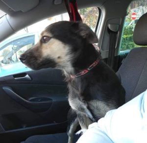 Andi a black and tan rescue dog | 1 dog at a time rescue UK