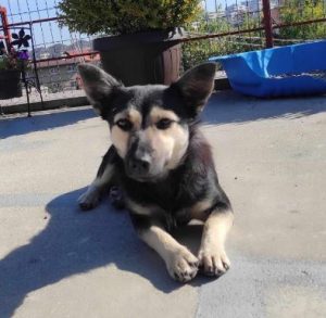 Andi a black and tan rescue dog | 1 dog at a time rescue UK