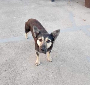 Andi a black and tan rescue dog | 1 dog at a time rescue UK