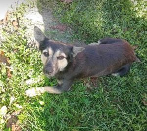 Andi a black and tan rescue dog | 1 dog at a time rescue UK