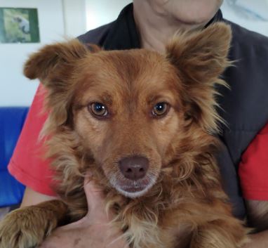 Brandi an orange rescue dog 5_1 dog at a time rescue UK Brandi an orange rescue dog | 1 dog at a time rescue UK