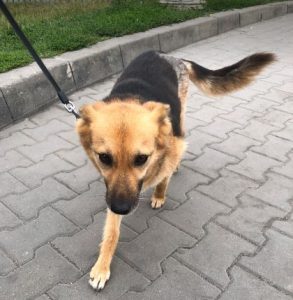 Carley a black and tan rescue dog | 1 dog at a time rescue UK