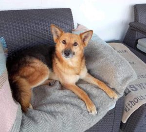 Carley a black and tan rescue dog | 1 dog at a time rescue UK