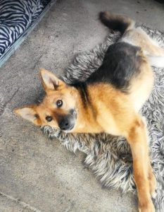 Carley a black and tan rescue dog | 1 dog at a time rescue UK
