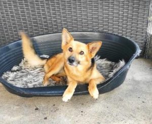 Carley a black and tan rescue dog | 1 dog at a time rescue UK