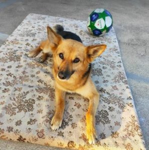 Carley a black and tan rescue dog | 1 dog at a time rescue UK