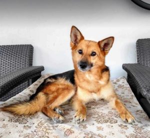 Carley a black and tan rescue dog | 1 dog at a time rescue UK