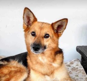 Carley a black and tan rescue dog | 1 dog at a time rescue UK