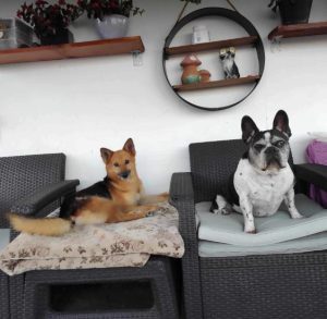 Carley a black and tan rescue dog | 1 dog at a time rescue UK