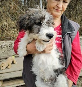 Danny a black and white rescue dog | 1 dog at a time rescue UK