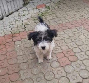 Danny a black and white rescue dog | 1 dog at a time rescue UK