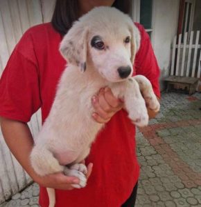 Marley a black and white rescue dog | 1 dog at a time rescue UK