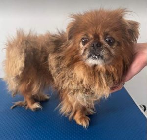 Mushu a tan rescue dog | 1 dog at a time rescue UK