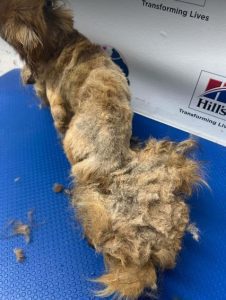 Mushu a tan rescue dog | 1 dog at a time rescue UK