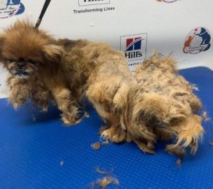 Mushu a tan rescue dog | 1 dog at a time rescue UK