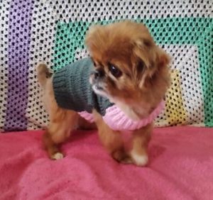 Mushu a tan rescue dog | 1 dog at a time rescue UK