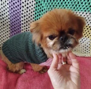 Mushu a tan rescue dog | 1 dog at a time rescue UK