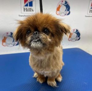 Mushu a tan rescue dog | 1 dog at a time rescue UK