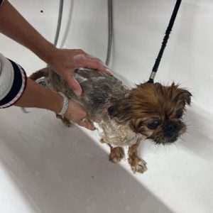 Mushu a tan rescue dog | 1 dog at a time rescue UK