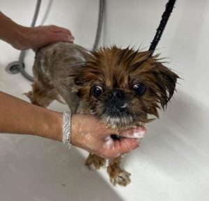 Mushu a tan rescue dog | 1 dog at a time rescue UK