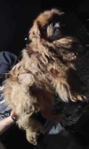 Mushu a tan rescue dog | 1 dog at a time rescue UK