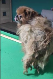 Mushu a tan rescue dog | 1 dog at a time rescue UK