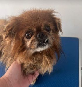 Mushu a tan rescue dog | 1 dog at a time rescue UK