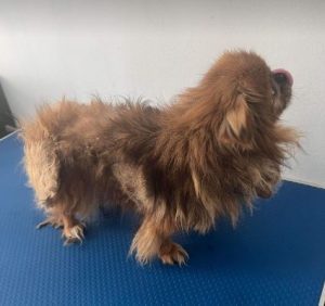 Mushu a tan rescue dog | 1 dog at a time rescue UK