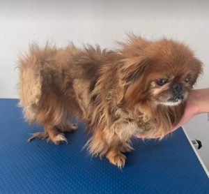 Mushu a tan rescue dog | 1 dog at a time rescue UK